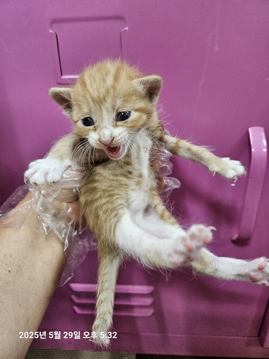 울산유기동물보호센터_431369202500264